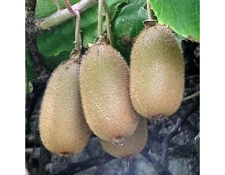 Il Frutto della actinidia chinensis