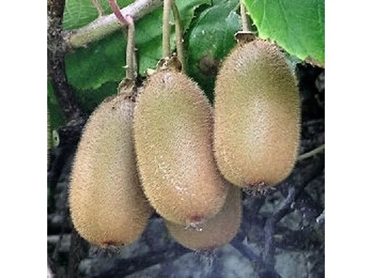 Il Frutto della actinidia chinensis