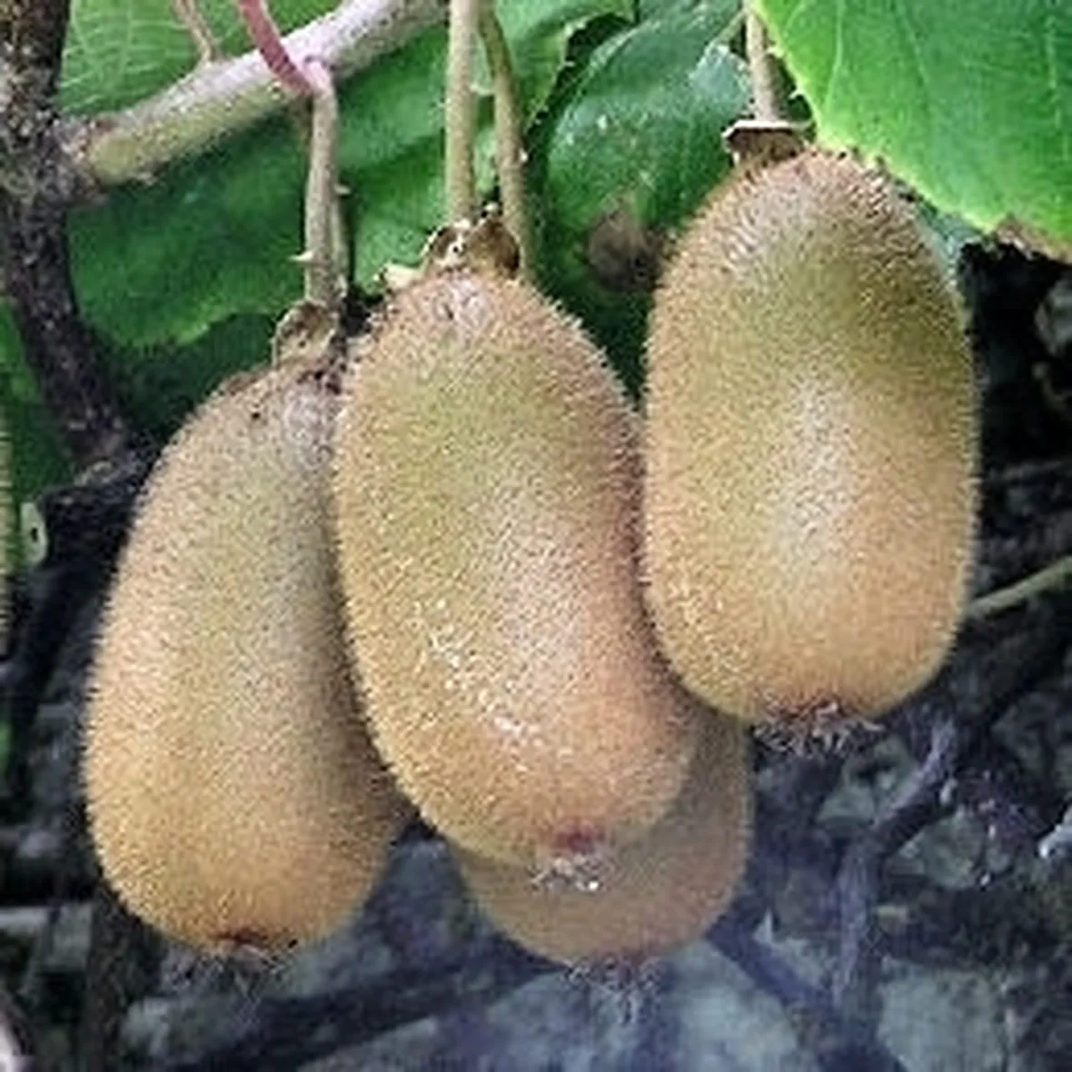 Il Frutto della actinidia chinensis