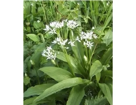 Foto aglio orsino