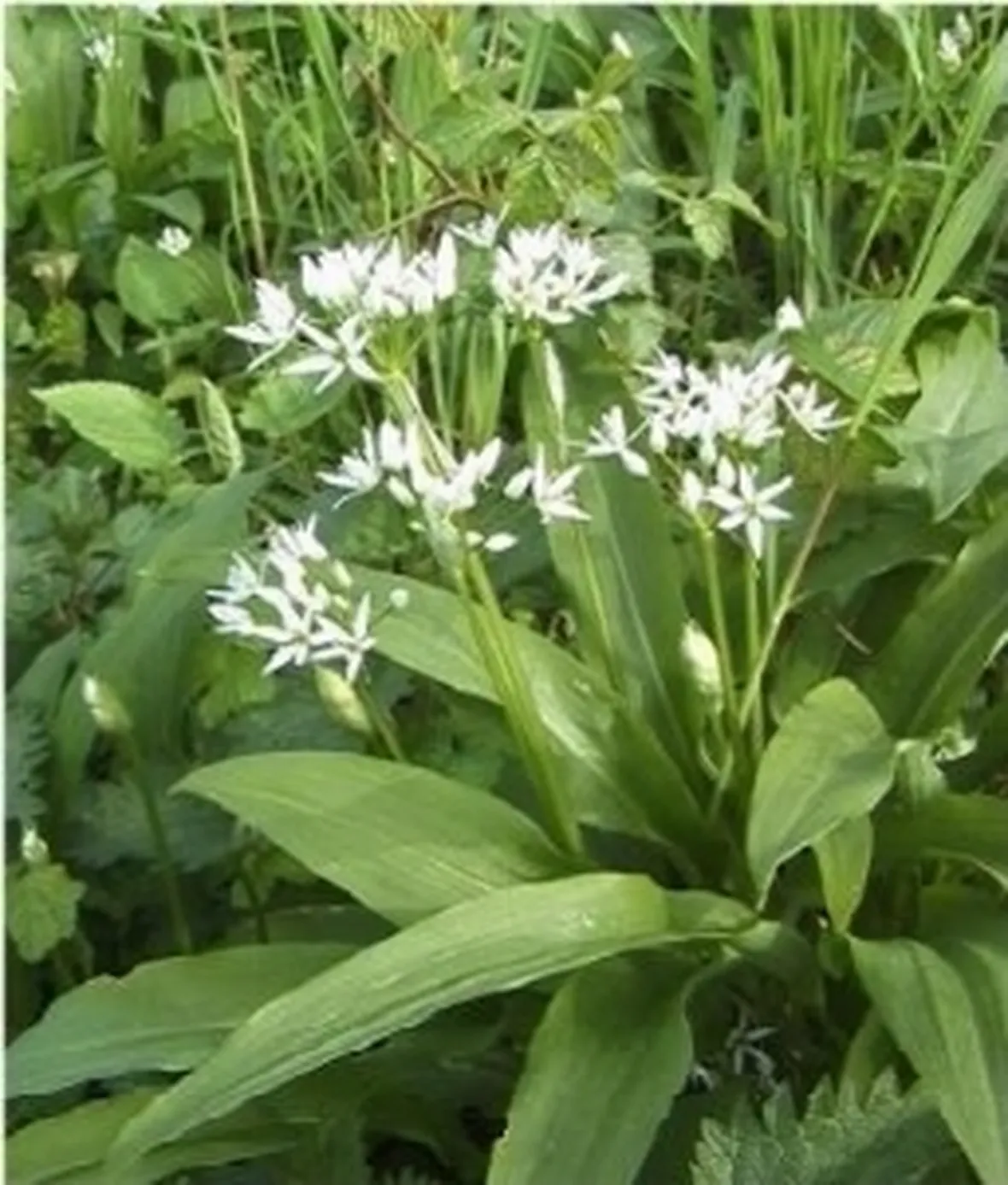 Foto aglio orsino