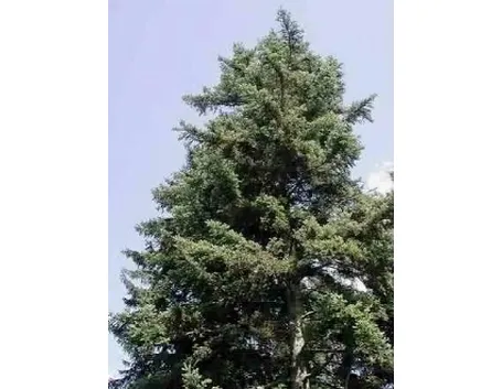 abete bianco