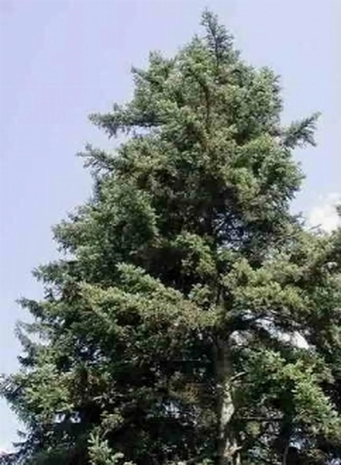 abete bianco