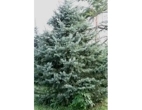 picea pungens