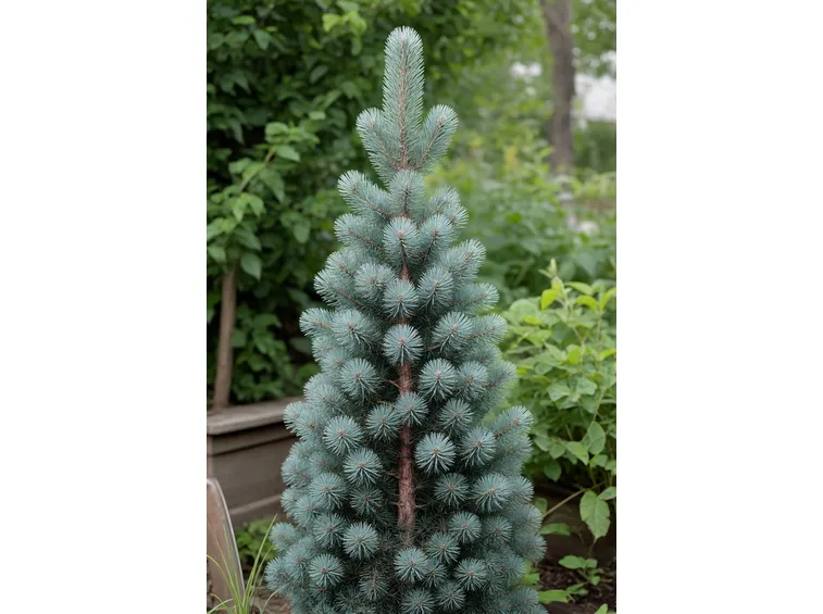 picea pungens