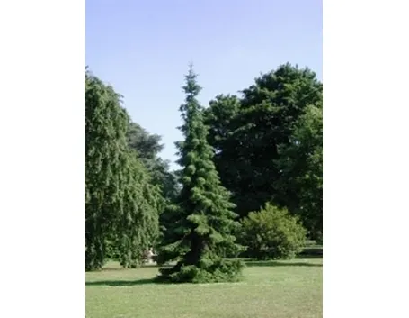 picea omorika