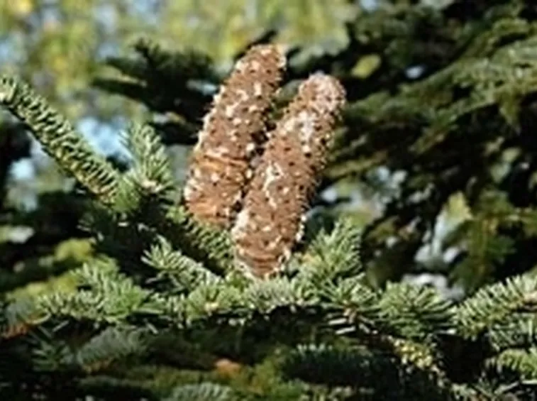 abete siciliano