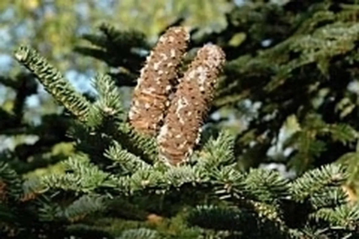 abete siciliano