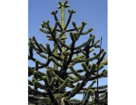 araucaria del cile