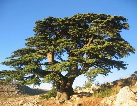 cedro del libano