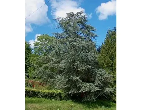 cedro dell'atlante