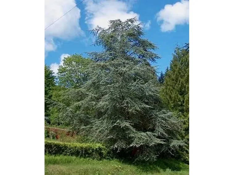cedro dell'atlante