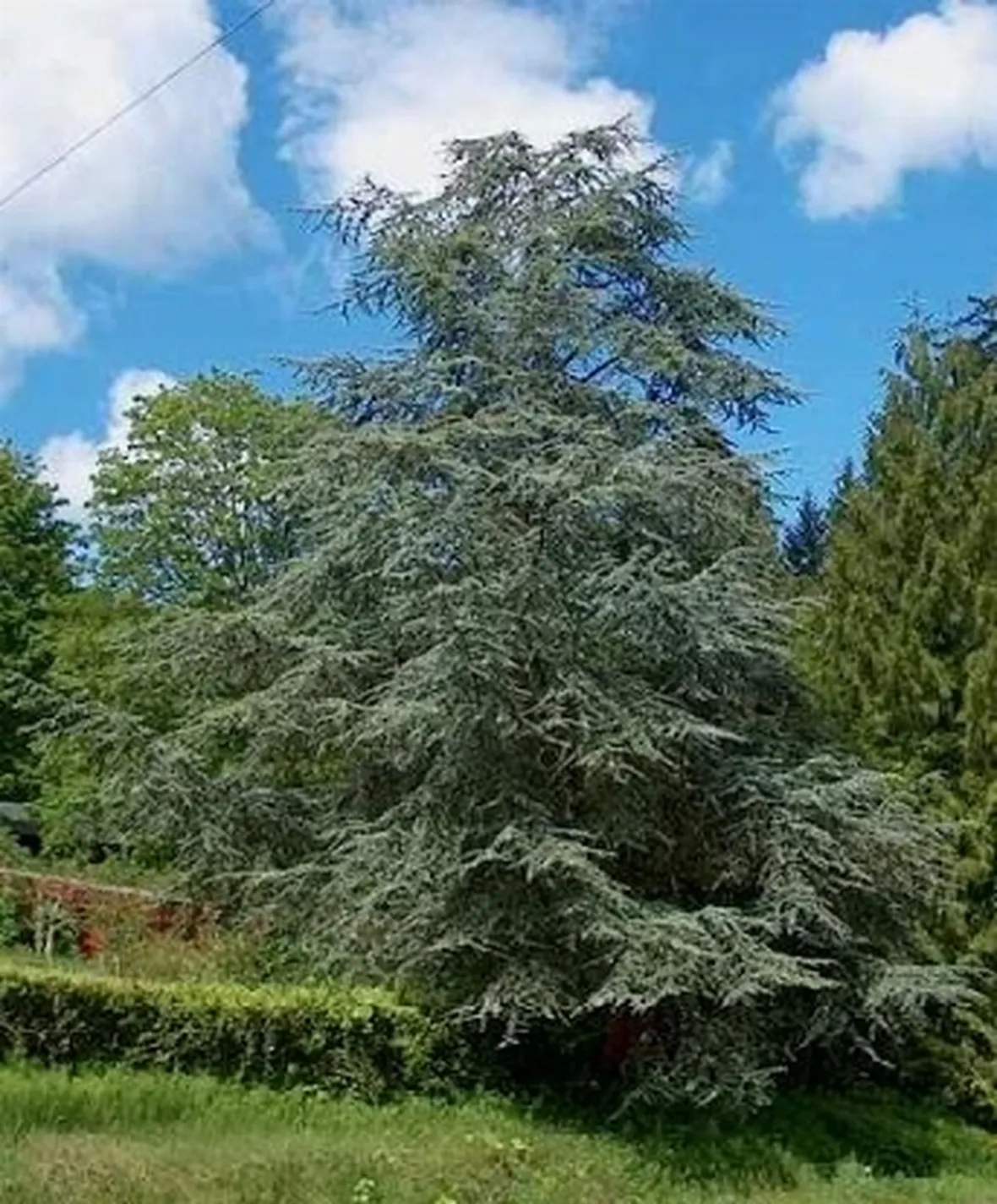 cedro dell'atlante