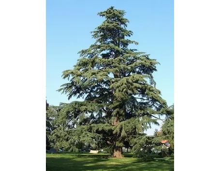 cedro dell'himalaya