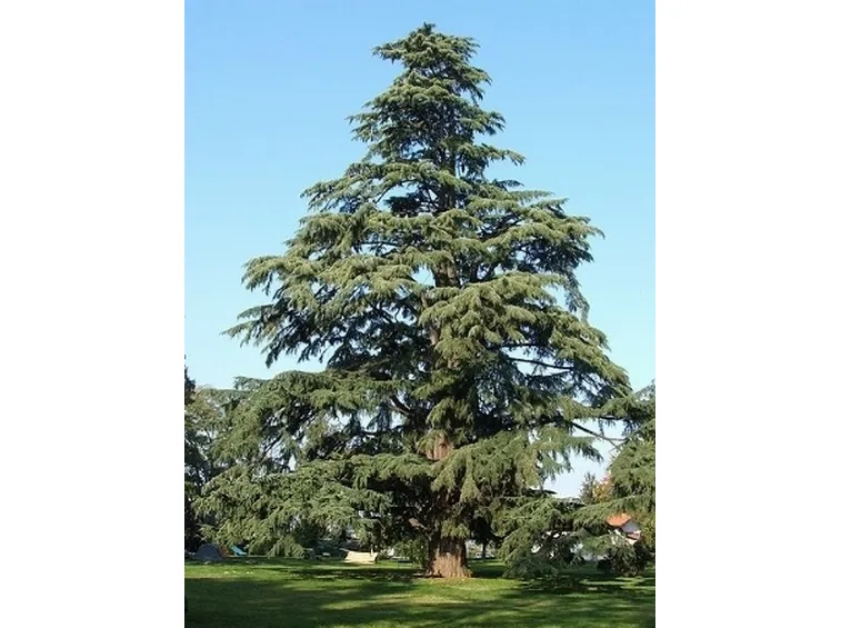 cedro dell'himalaya