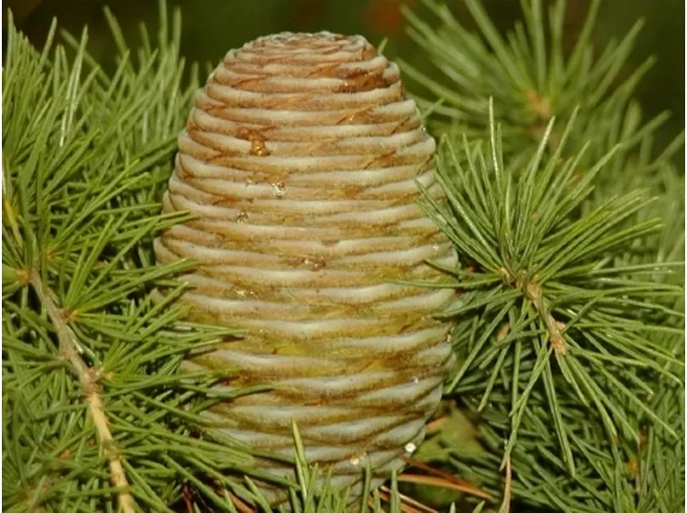 coni cedro himalaya