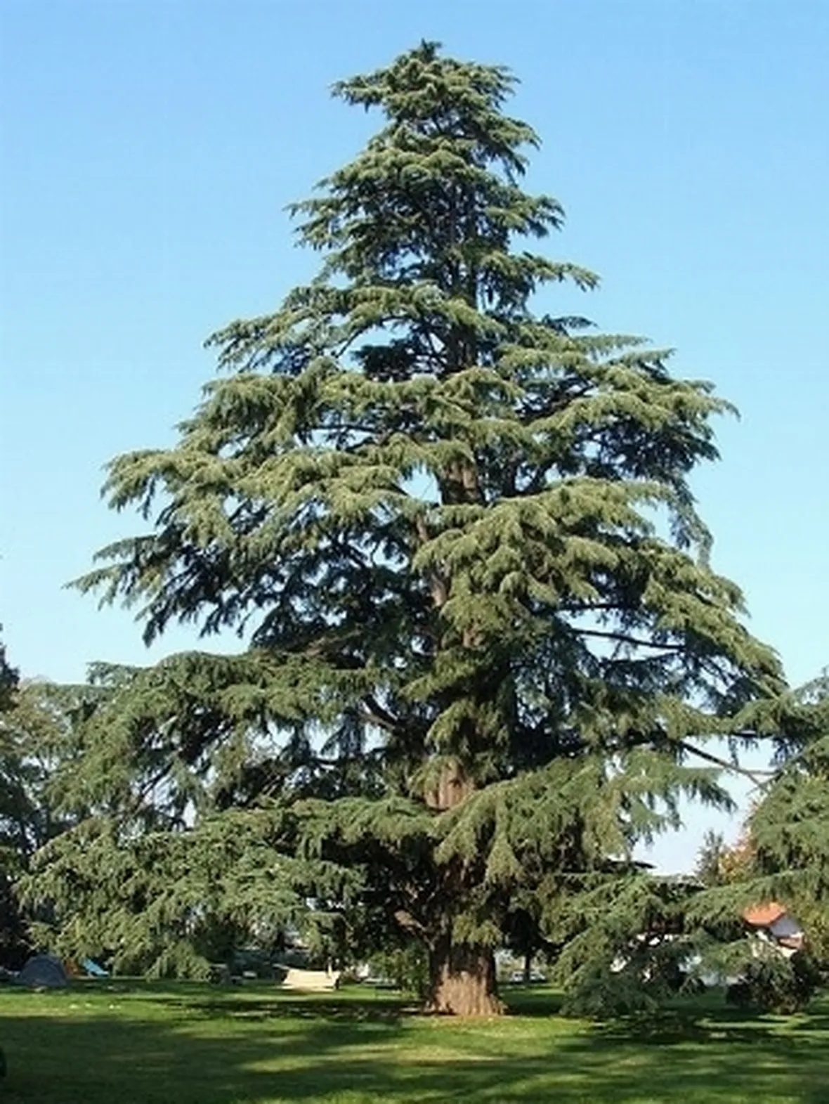 cedro dell'himalaya