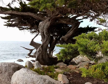 cipresso di monterey