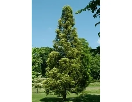 cryptomeria