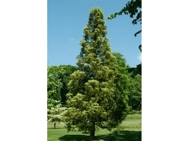 cryptomeria