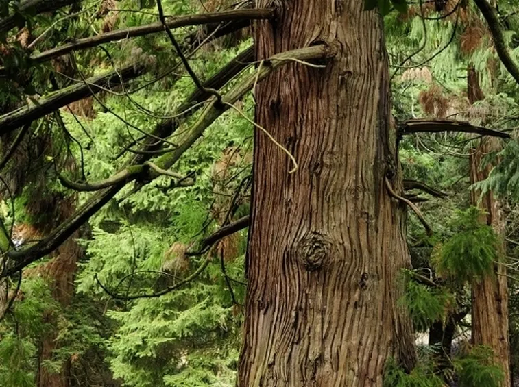 cryptomeria2