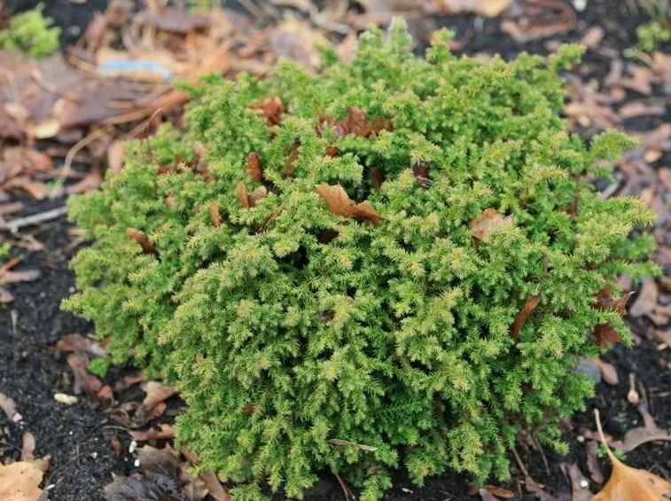 cryptomeria3