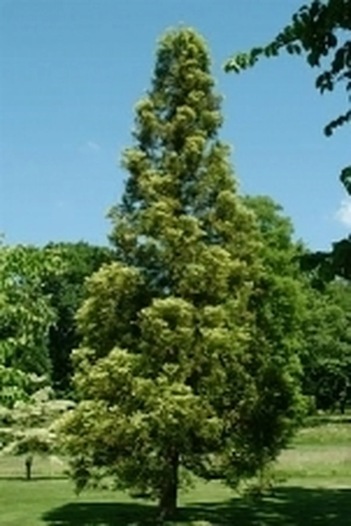 cryptomeria