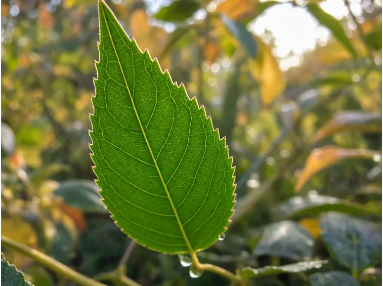 Quando cambia colore e come si svolge il foliage
