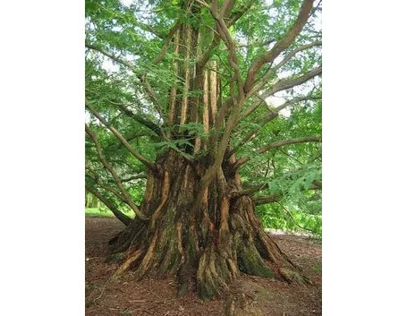 metasequoia
