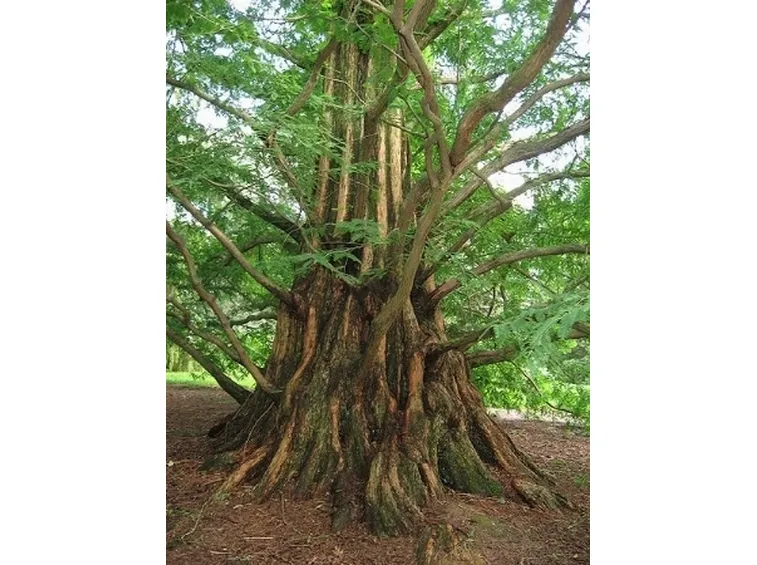metasequoia