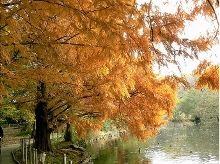 metasequoia2