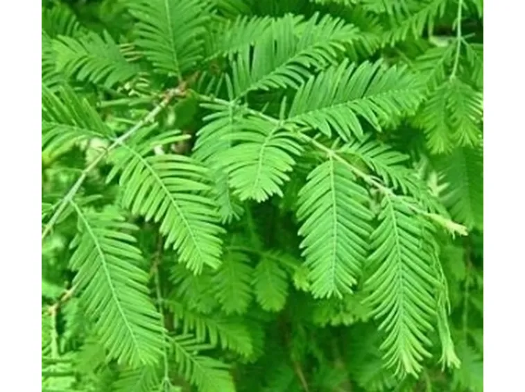 metasequoia3