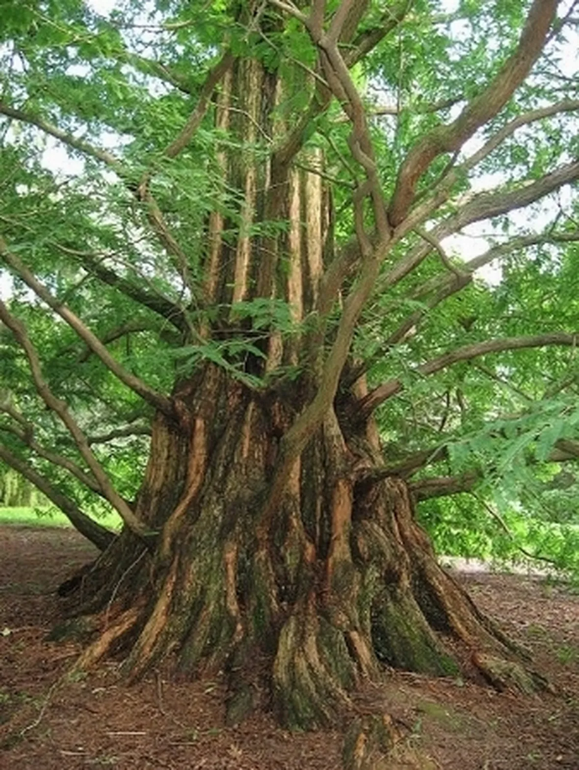 metasequoia