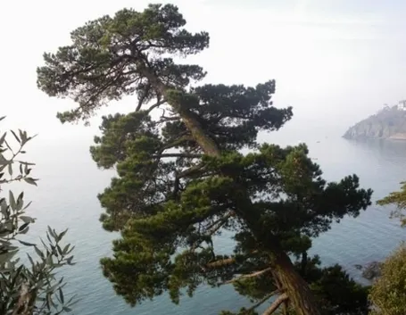 pino di monterey
