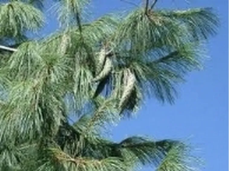 pino di wallich 2