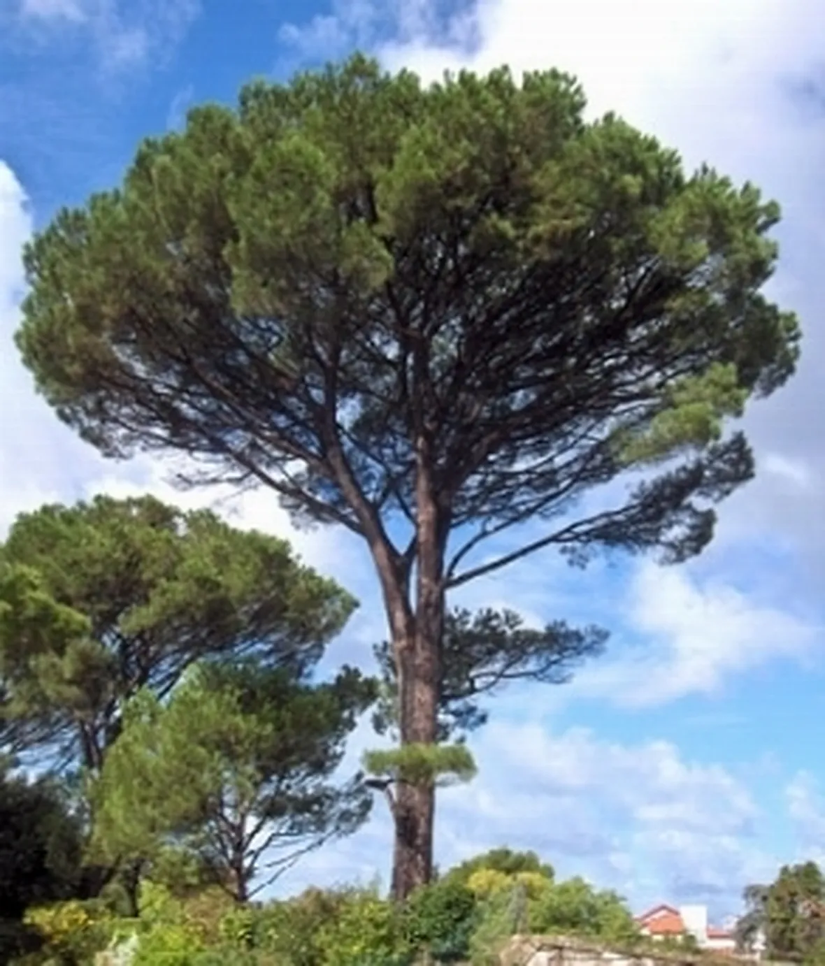 pino domestico