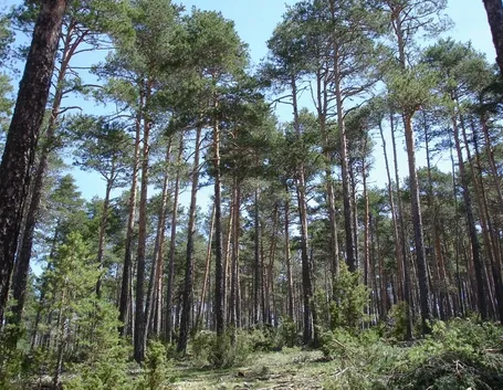pino silvestre 1