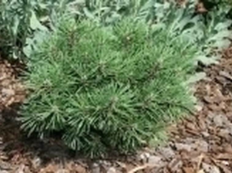 pino uncinato cultivar nana