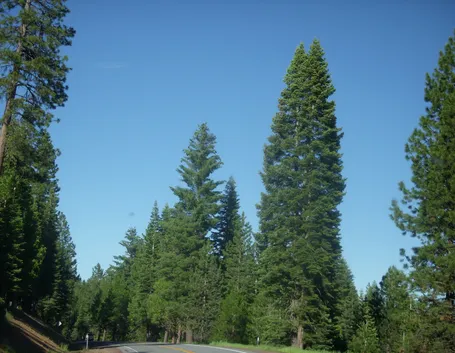 pinus lambertiana