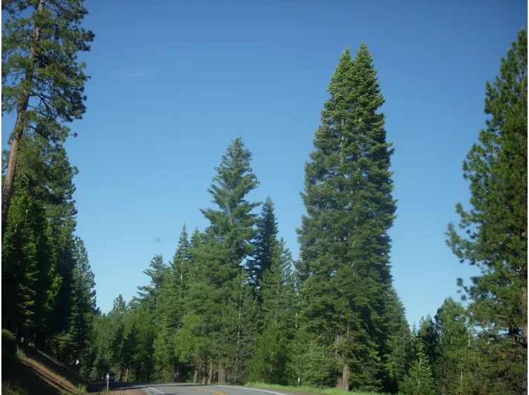 pinus lambertiana