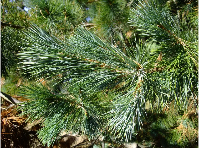pinus lambertiana 2