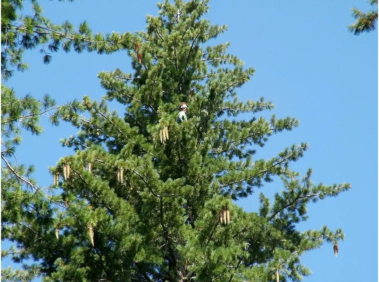 sugar pine