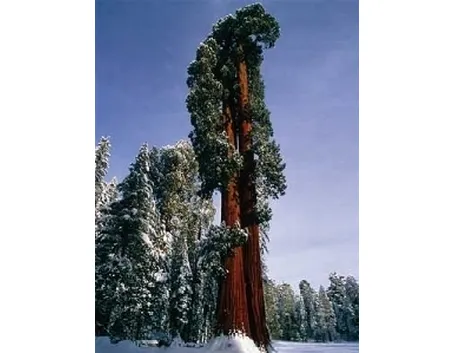 sequoia gigante