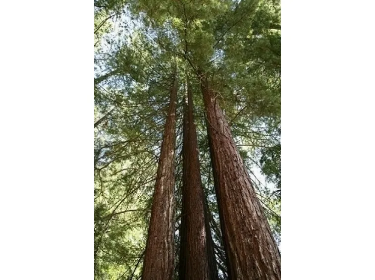 sequoia sempervirens