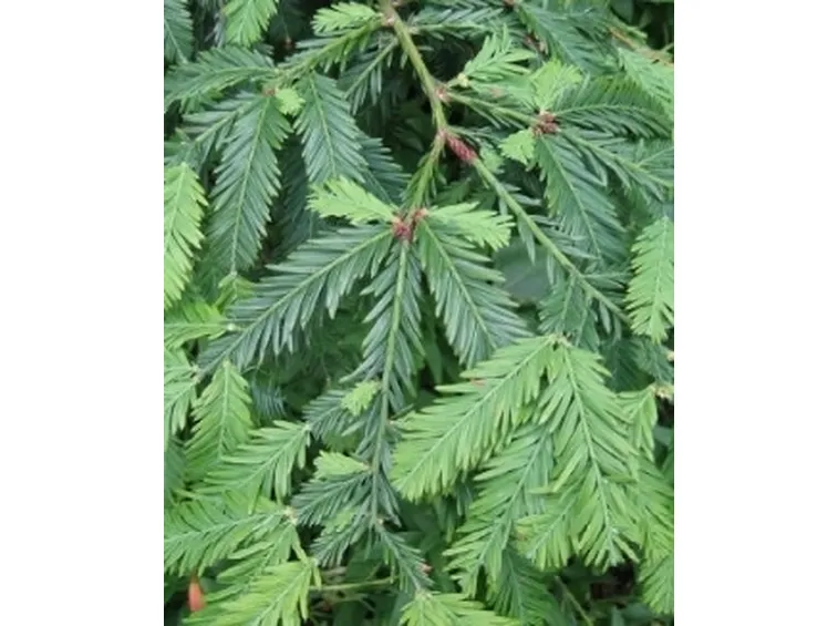 fronde sequoia sempervirens