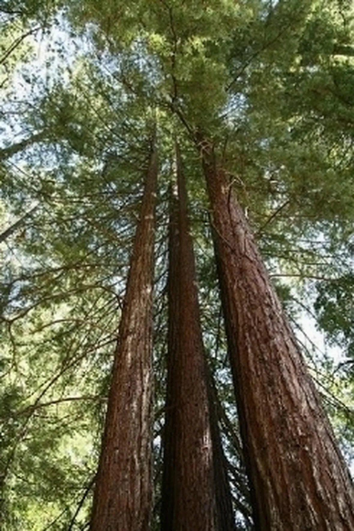 sequoia sempervirens