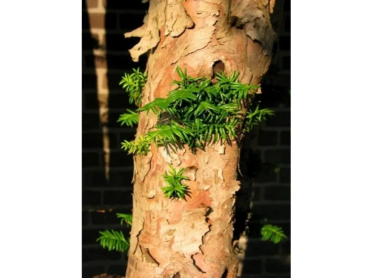 corteccia tasso