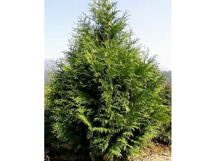 tuia gigante 2