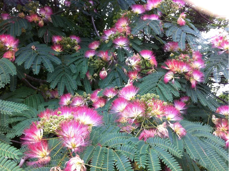 acacia di costantinopoli immagine del fiore