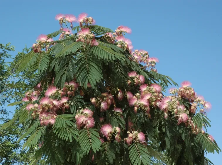 acacia di costantinopoli